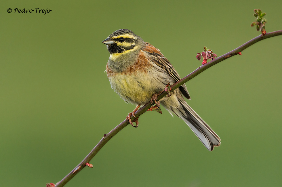 Escribano soteño (Emberiza cirlus)